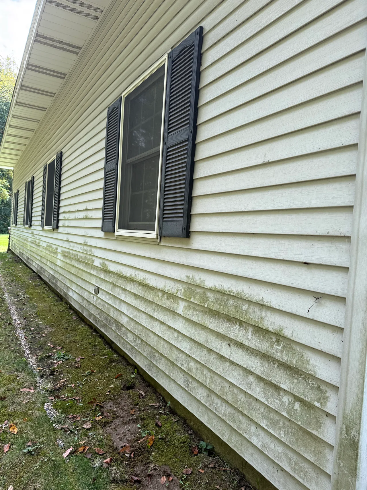 Vinyl siding below dark shutters with visible green surface buildup