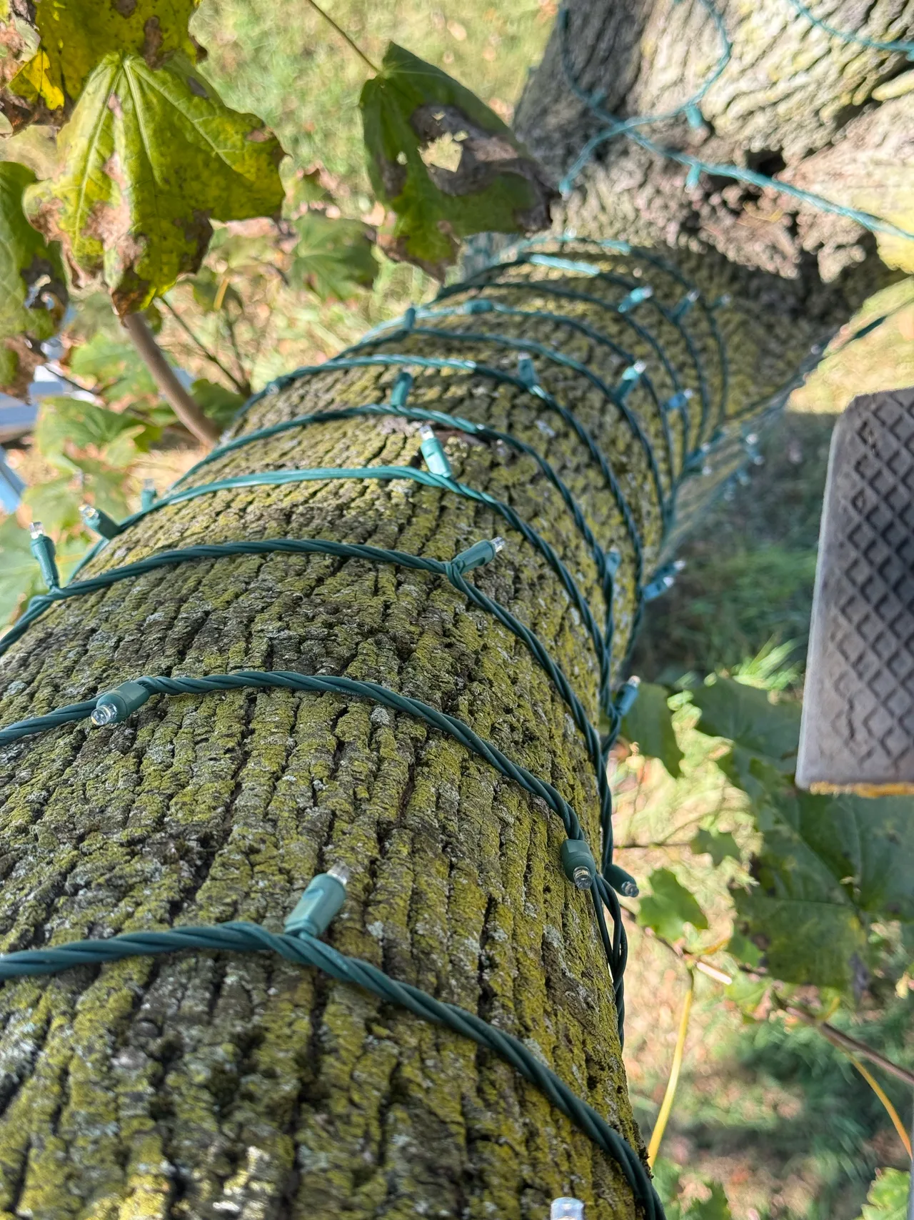 Close-up of green-wire holiday string lights wrapped around a tree trunk