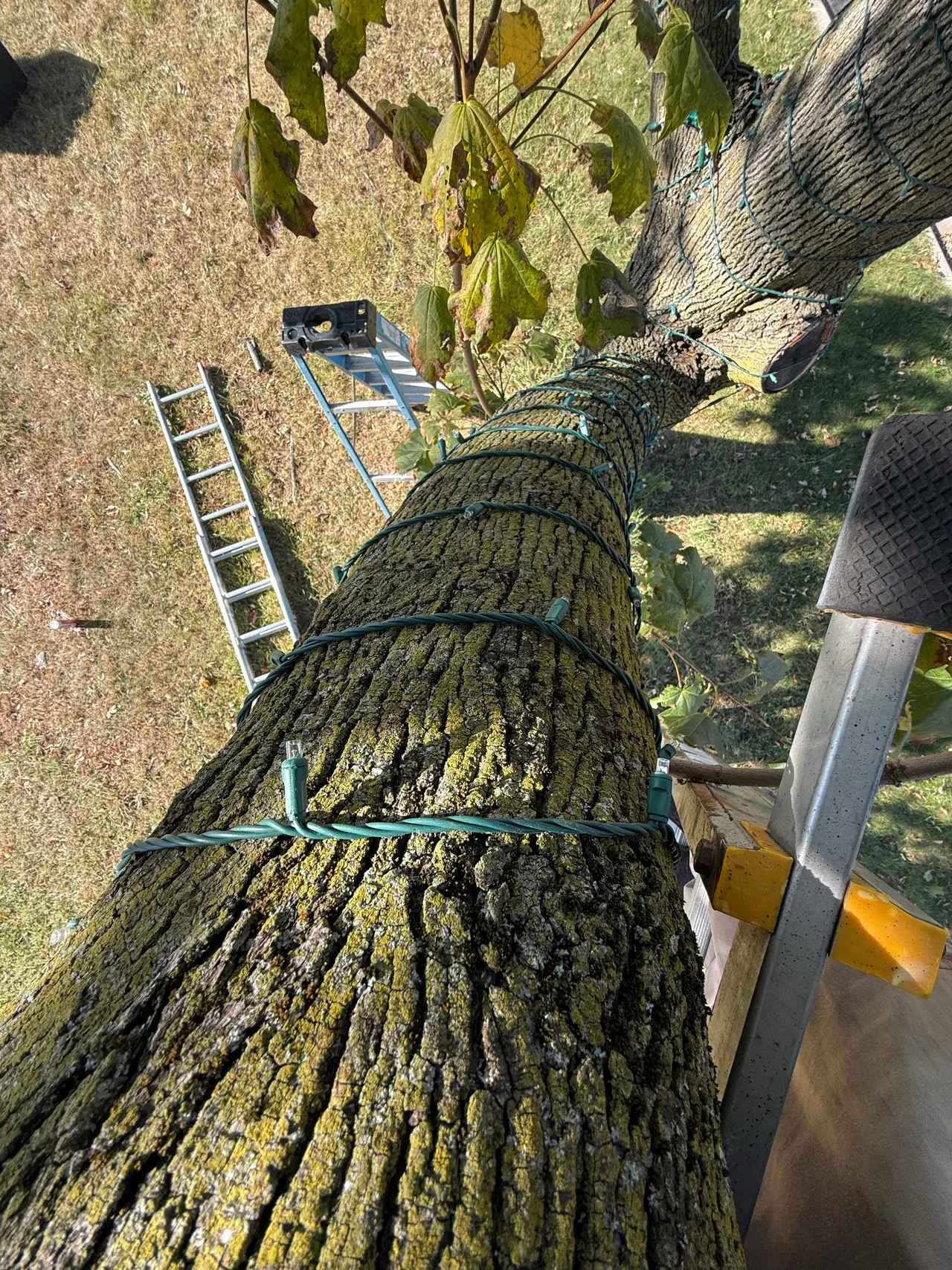 Holiday lights wrapped around a branching tree with ladders nearby during installation