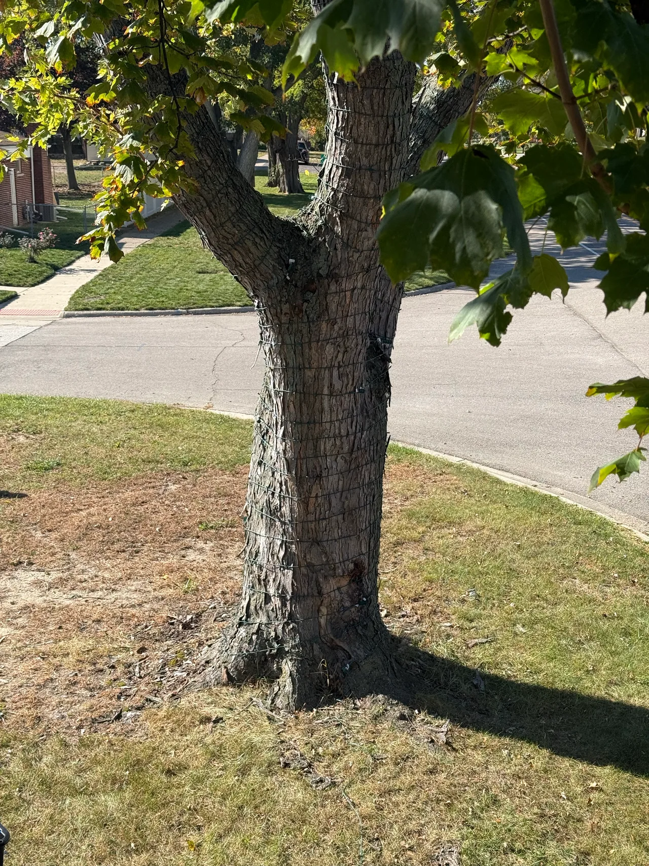 Daytime view of a tree trunk and branches wrapped with holiday string lights
